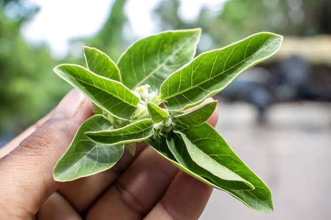 Modulação do cortisol com Withania somnifera em indivíduos estressados