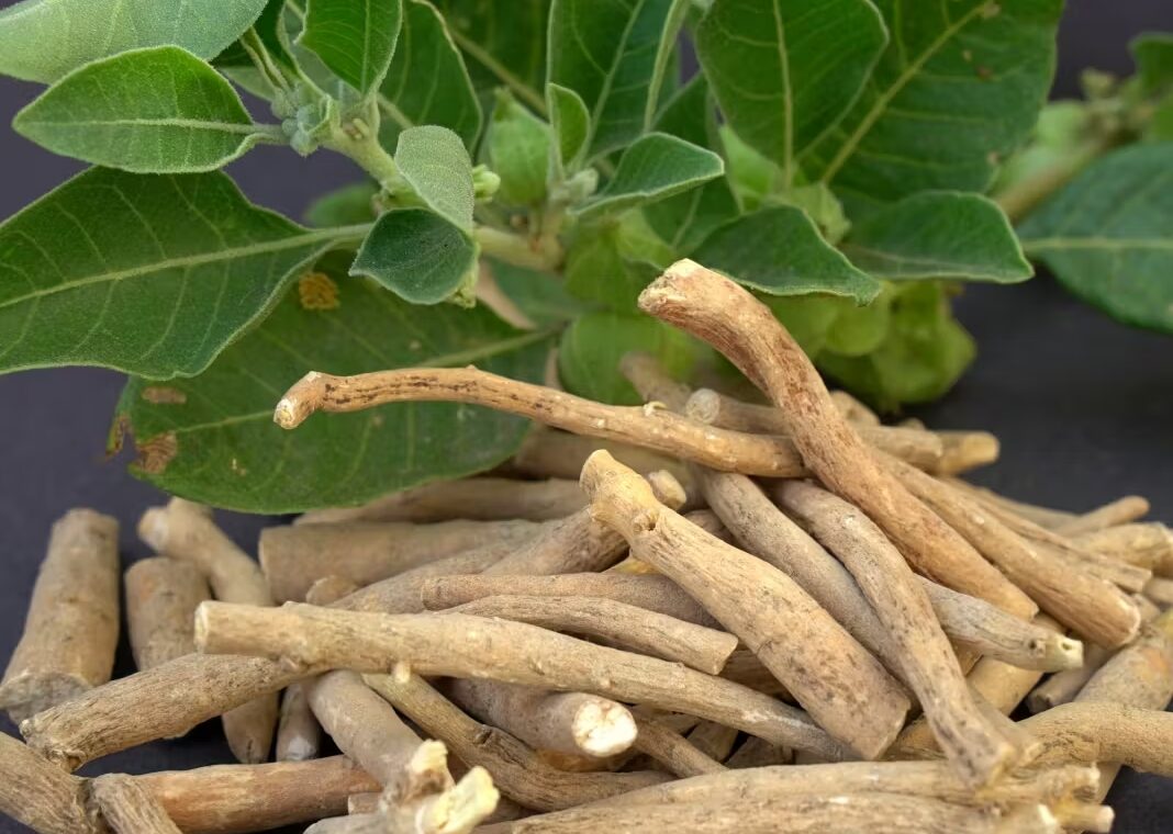 Melhoria Cognitiva e Redução do Estresse com Ashwagandha Lipossomal em Indivíduos Saudáveis